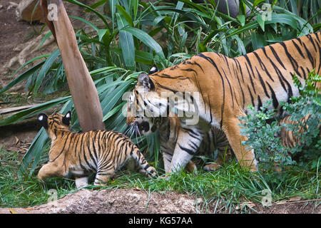 Malayan female tiger and cubs on exhibit at the San Diego Zoo, CA US.  This is perhaps the smallest subspecies of tiger. Its stripe pattern is similar Stock Photo