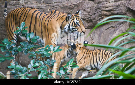 Malayan female tiger and cubs on exhibit at the San Diego Zoo, CA US.  This is perhaps the smallest subspecies of tiger. Its stripe pattern is similar Stock Photo