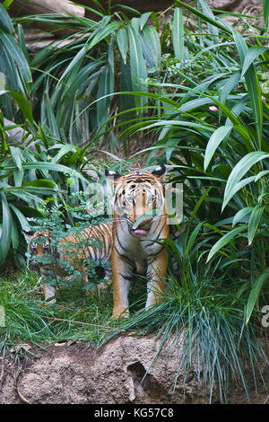 Malayan female tiger on exhibit at the San Diego Zoo, CA US.  This is perhaps the smallest subspecies of tiger. Its stripe pattern is similar to the I Stock Photo