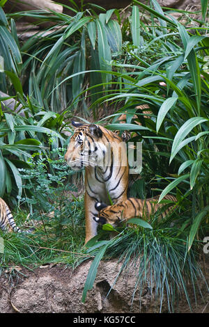 Malayan female tiger on exhibit at the San Diego Zoo, CA US.  This is perhaps the smallest subspecies of tiger. Its stripe pattern is similar to the I Stock Photo