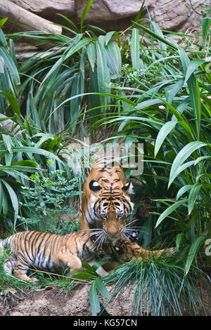 Malayan female tiger on exhibit at the San Diego Zoo, CA US.  This is perhaps the smallest subspecies of tiger. Its stripe pattern is similar to the I Stock Photo