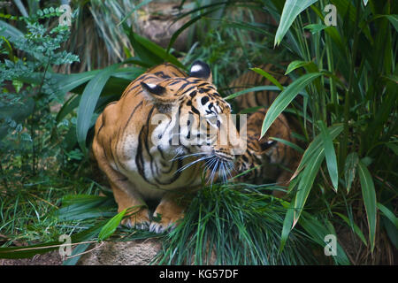 Malayan female tiger on exhibit at the San Diego Zoo, CA US.  This is perhaps the smallest subspecies of tiger. Its stripe pattern is similar to the I Stock Photo