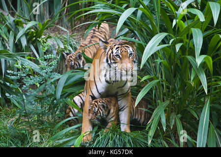 Malayan female tiger on exhibit at the San Diego Zoo, CA US.  This is perhaps the smallest subspecies of tiger. Its stripe pattern is similar to the I Stock Photo