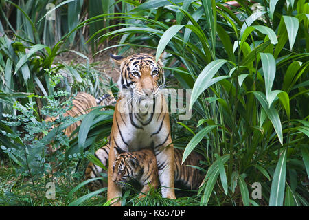 Malayan female tiger on exhibit at the San Diego Zoo, CA US.  This is perhaps the smallest subspecies of tiger. Its stripe pattern is similar to the I Stock Photo