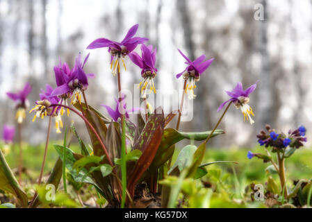 Beautiful spring floral background with burgundy delicate flowers Erythronium sibiricum in grass close-up Stock Photo