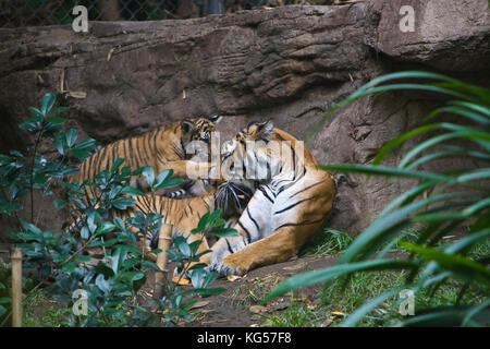 Malayan female tiger and cubs on exhibit at the San Diego Zoo, CA US.  This is perhaps the smallest subspecies of tiger. Its stripe pattern is similar Stock Photo