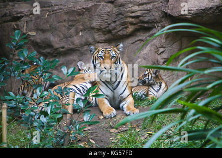 Malayan female tiger and cubs on exhibit at the San Diego Zoo, CA US.  This is perhaps the smallest subspecies of tiger. Its stripe pattern is similar Stock Photo