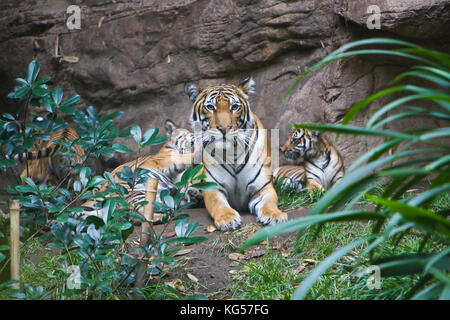 Malayan female tiger and cubs on exhibit at the San Diego Zoo, CA US.  This is perhaps the smallest subspecies of tiger. Its stripe pattern is similar Stock Photo