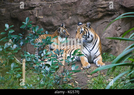 Malayan female tiger and cubs on exhibit at the San Diego Zoo, CA US.  This is perhaps the smallest subspecies of tiger. Its stripe pattern is similar Stock Photo