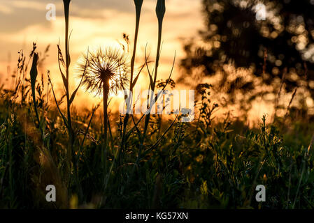 Beautiful floral background with a big white fluffy dandelion flower Tragopogon pratensis close-up in the grass on a meadow in the sunset light Stock Photo