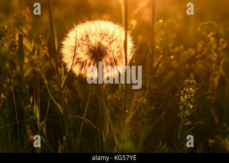 Beautiful floral background with a big white fluffy dandelion flower Tragopogon pratensis close-up in the grass on a meadow in the sunset light Stock Photo