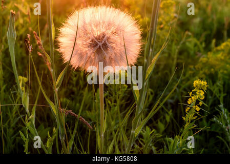 Beautiful floral background with a big white fluffy dandelion flower Tragopogon pratensis close-up in the grass on a meadow in the sunset light Stock Photo