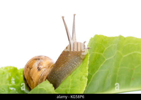 Snail on green salad leaf, isolated in white background Stock Photo