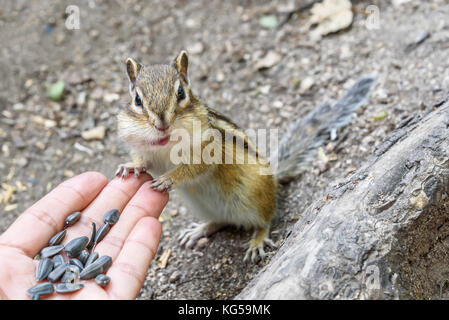 A little cute chipmunk stands and eats sunflower seeds from his hand Stock Photo