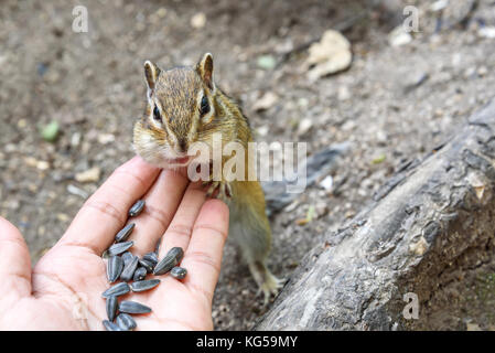 A little cute chipmunk stands and eats sunflower seeds from his hand Stock Photo