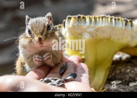 A little cute chipmunk stands and eats sunflower seeds from his hand Stock Photo