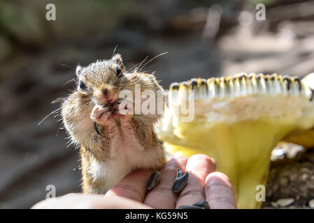 A little cute chipmunk stands and eats sunflower seeds from his hand Stock Photo