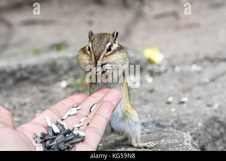 A little cute chipmunk stands and eats sunflower seeds from his hand Stock Photo