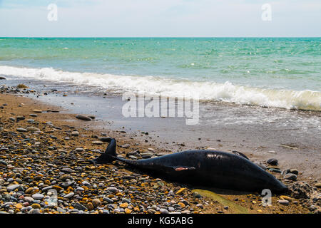 Dead dolphin lying on the pebble beach of the Black Sea Coast Stock Photo