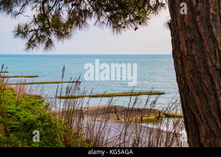 The pine tree on the background of cloudy sky and the sea with the tow of moles, Sochi, Russia Stock Photo