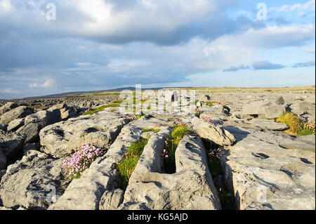 Limestone pavement at Burren , County Clare, Republic of Ireland Stock Photo