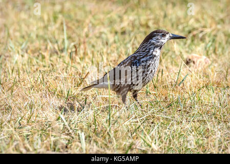 Bird nutcracker (Nucifraga caryocatactes ) close up sitting on grass in autumn Stock Photo