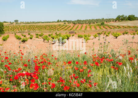 Poppy flowers and vineyard. Belmonte de Tajo, Madrid province, Spain. Stock Photo