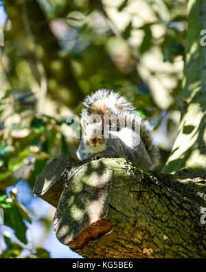 Queens Park Brighton UK - Grey Squirrel Sciurus carolinensis  having fun in the park Stock Photo