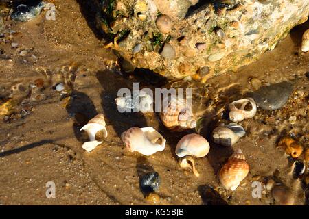 Sea shells on beach Stock Photo