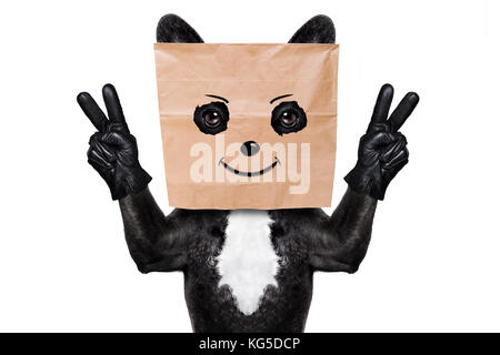 french bulldog dog  , hiding behind a paper bag on his head, isolated on white background, with peace or victory fingers Stock Photo