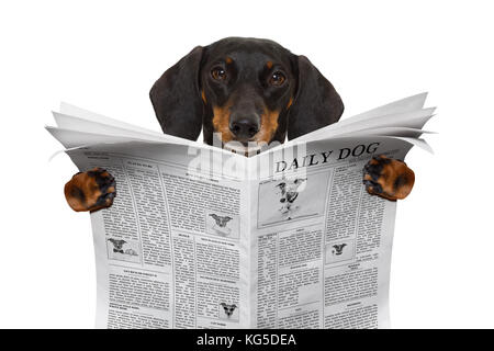 dachshund sausage dog reading a newspaper magazine , isolated on white background Stock Photo