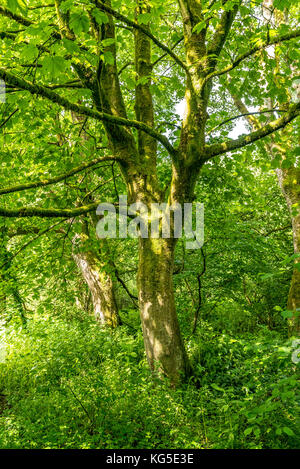 A shaft of sunlight hits a tree in a woodland glade Stock Photo