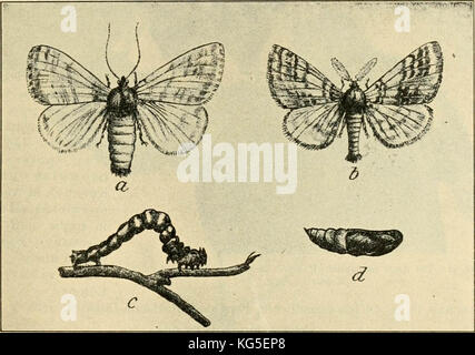 'A manual of dangerous insects likely to be introduced in the United States through importations' (1917) Stock Photo