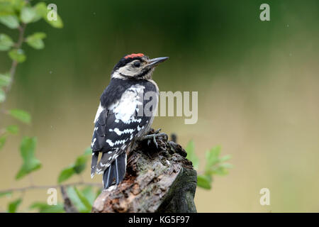 great woodpecker, Dendrocopos major, Stock Photo