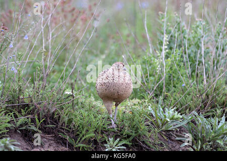 Pheasant, Phasianus colchicus mongolicus, pheasant hen Stock Photo