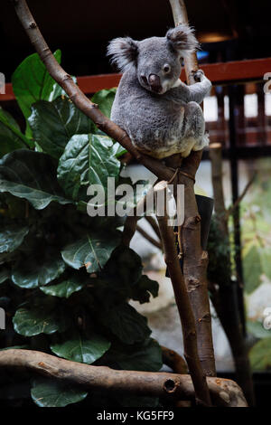 Koala on tree, Phascolarctos cinereus Stock Photo