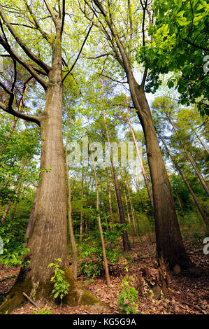 mixed deciduous forest with European beeches, chestnuts, larches and deciduous wood and forest shrubs Stock Photo