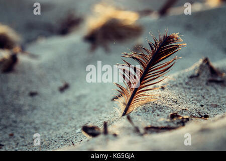 Feather on the beach Stock Photo