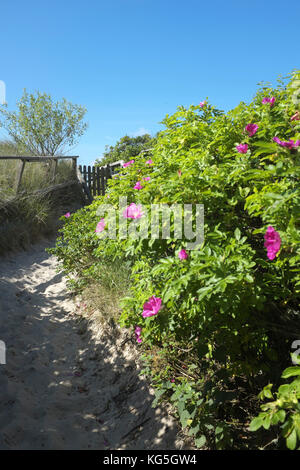 Nieblum, wild rose, way to the beach Stock Photo