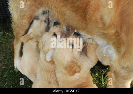 Golden retriever nurses dog puppies in the garden Stock Photo