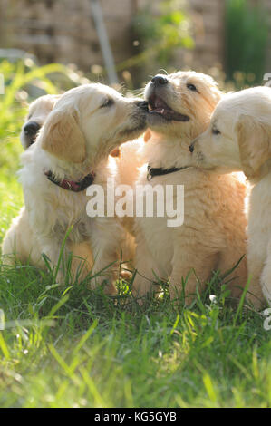 Three Golden retrievers dog puppies in the garden, close-up Stock Photo