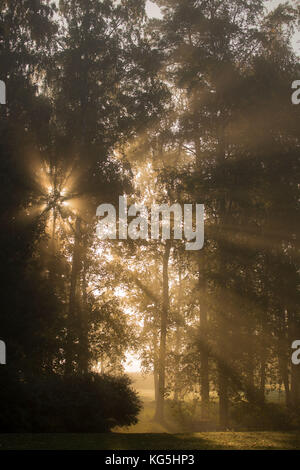 Sun rays shining between trees in foggy autumn morning Stock Photo - Alamy