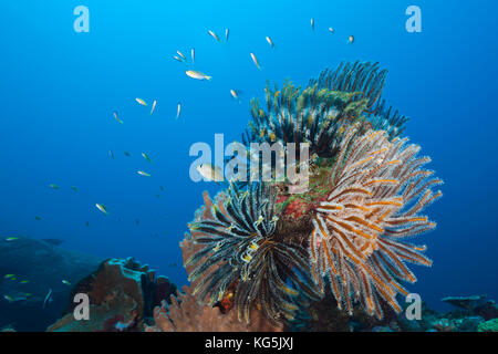 Feather Star in Coral Reef, Comantheria sp., Christmas Island, Australia Stock Photo