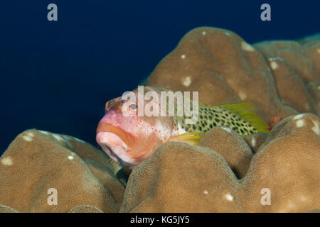 Halfspotted Hawkfish, Paracirrhites hemistictus, Christmas Island, Australia Stock Photo