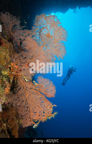 Scuba Diver at Coral Reef, Melithaea sp., Christmas Island, Australia Stock Photo