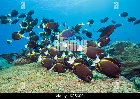 Shoal of Velvet Surgeonfish, Acanthurus nigricans, Christmas Island, Australia Stock Photo