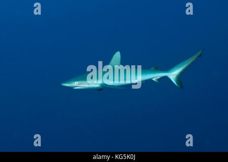 Grey Reef Shark, Carcharhinus amblyrhynchos, Christmas Island, Australia Stock Photo