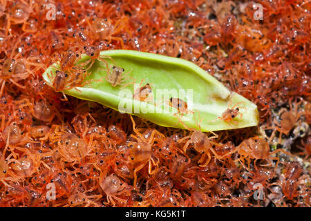 Juvenile Crabs returning on Land, Gecarcoidea natalis, Christmas Island, Australia Stock Photo