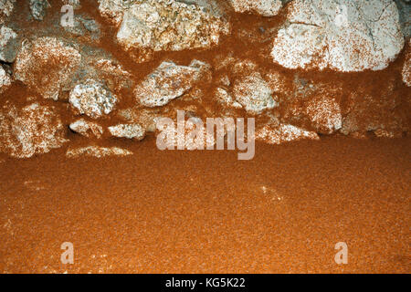 Juvenile Crabs returning on Land, Gecarcoidea natalis, Christmas Island, Australia Stock Photo