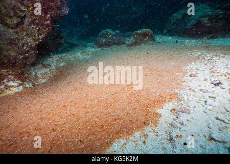 Crab Larvae in Indian Ocean, Underwater Cave, Gecarcoidea natalis, Christmas Island, Australia Stock Photo